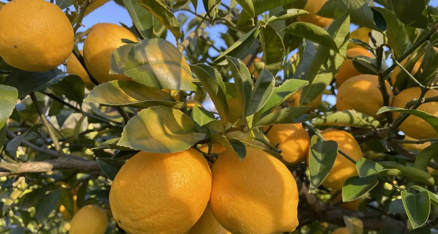 Lemon, lime and sweet blueberries