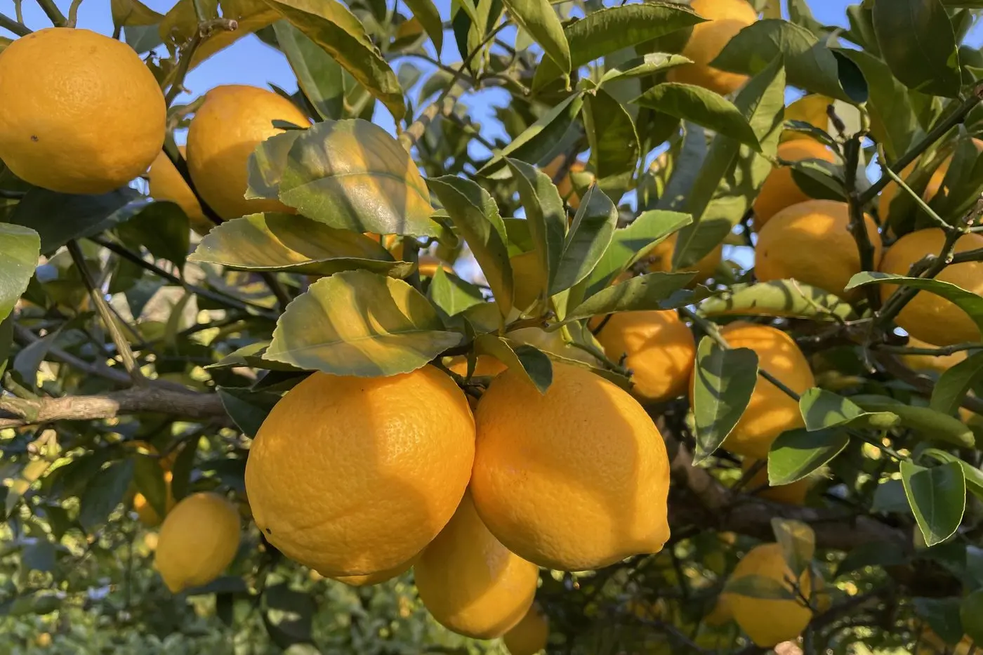 GOLDEN GOODNESS: Emily Hill Farm have planted Eureka, Lisbon and Meyer lemons.
