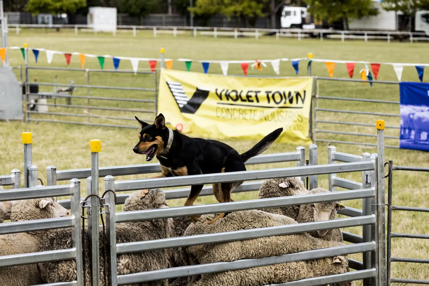 TRIAL BY DOG: Sheep dog trials at the Euroa Show in 2022. PHOTO: Naomi White