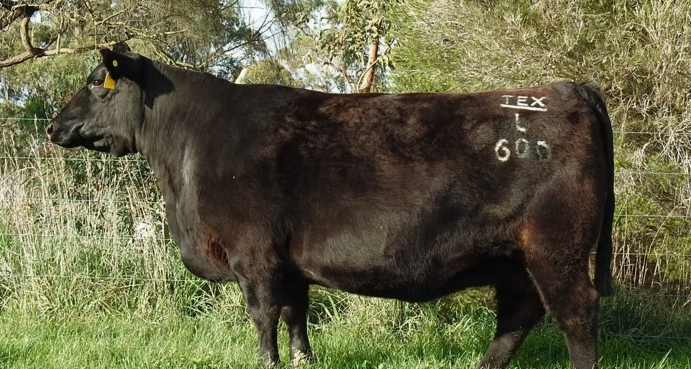 Herd enhancement a given with Moorunga genetics
