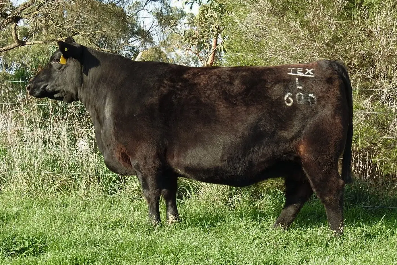 THE BEST OF THE BEST: Progeny from the record-breaking Texas Pride L600 dam are set to go under the hammer online for Moorunga Angus.