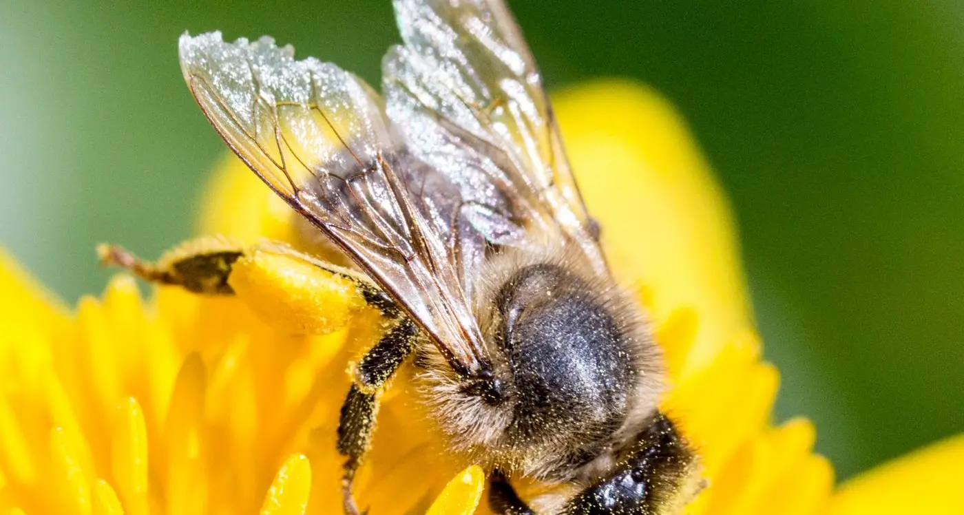 A matter of time for Varroa state outbreak