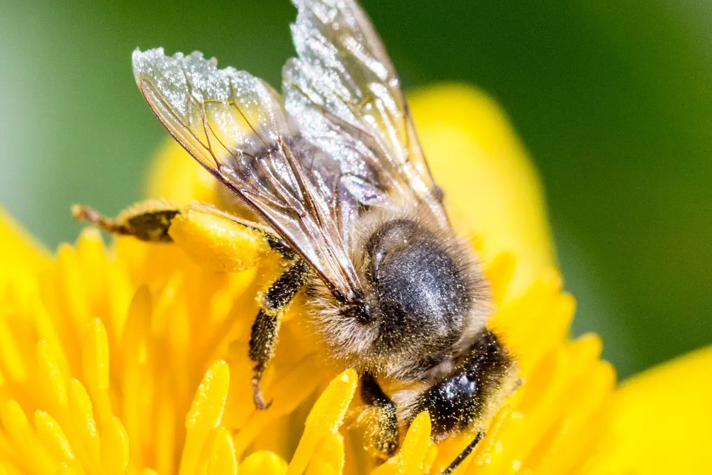 POLLINATION: The arrival of the Varroa mite into Victoria is a concern for all beekeepers in the North East. PHOTO: Supplied