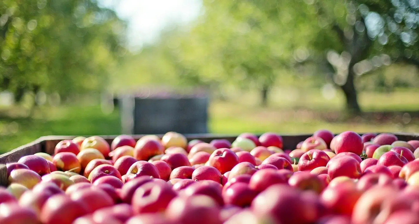 Victorian Government applauded for its fruit fly initiative