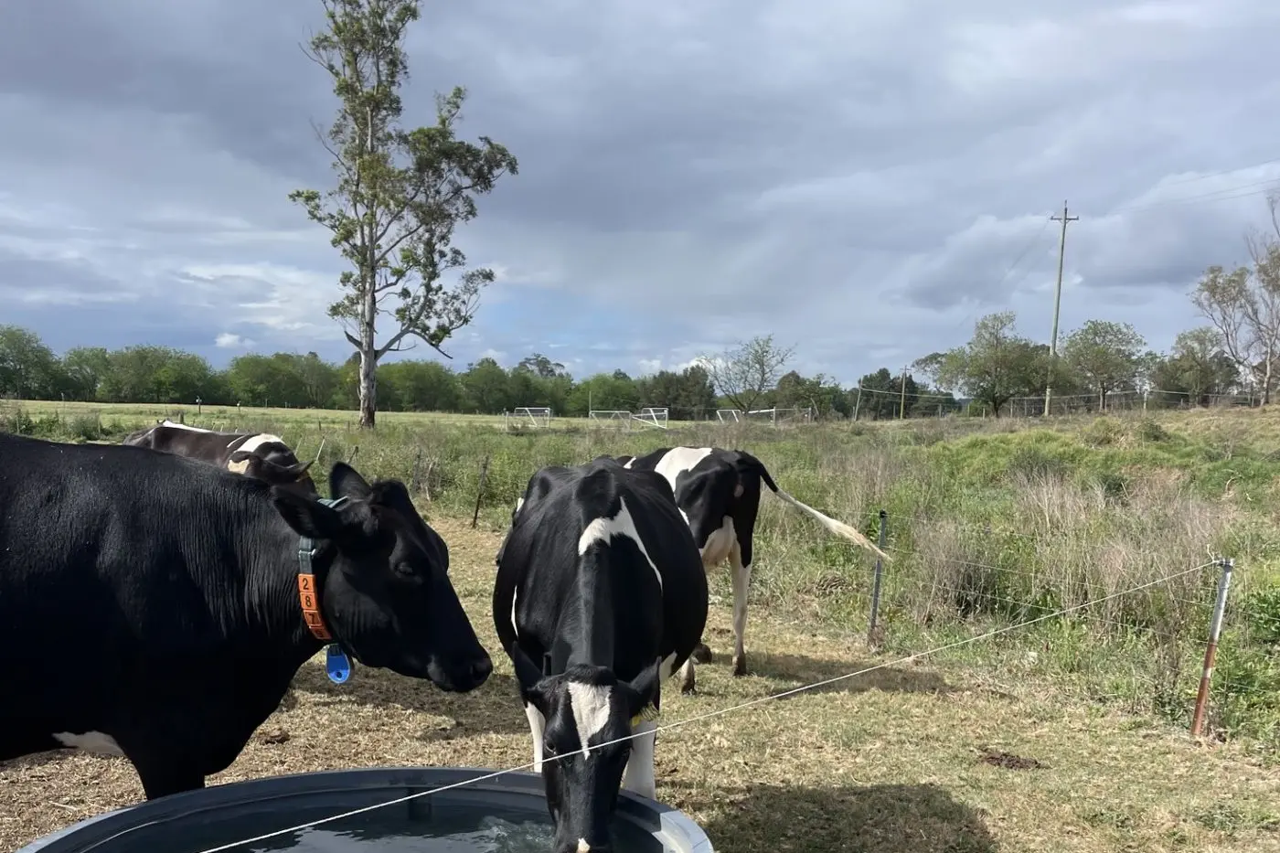 DAIRY DRINKING: Cows on three Australian pasture-based dairy farms have been fitted with sensor technologies to monitor drinking behaviour and core body temperature, every 10 minutes, 24 hours a day.\\n\\n