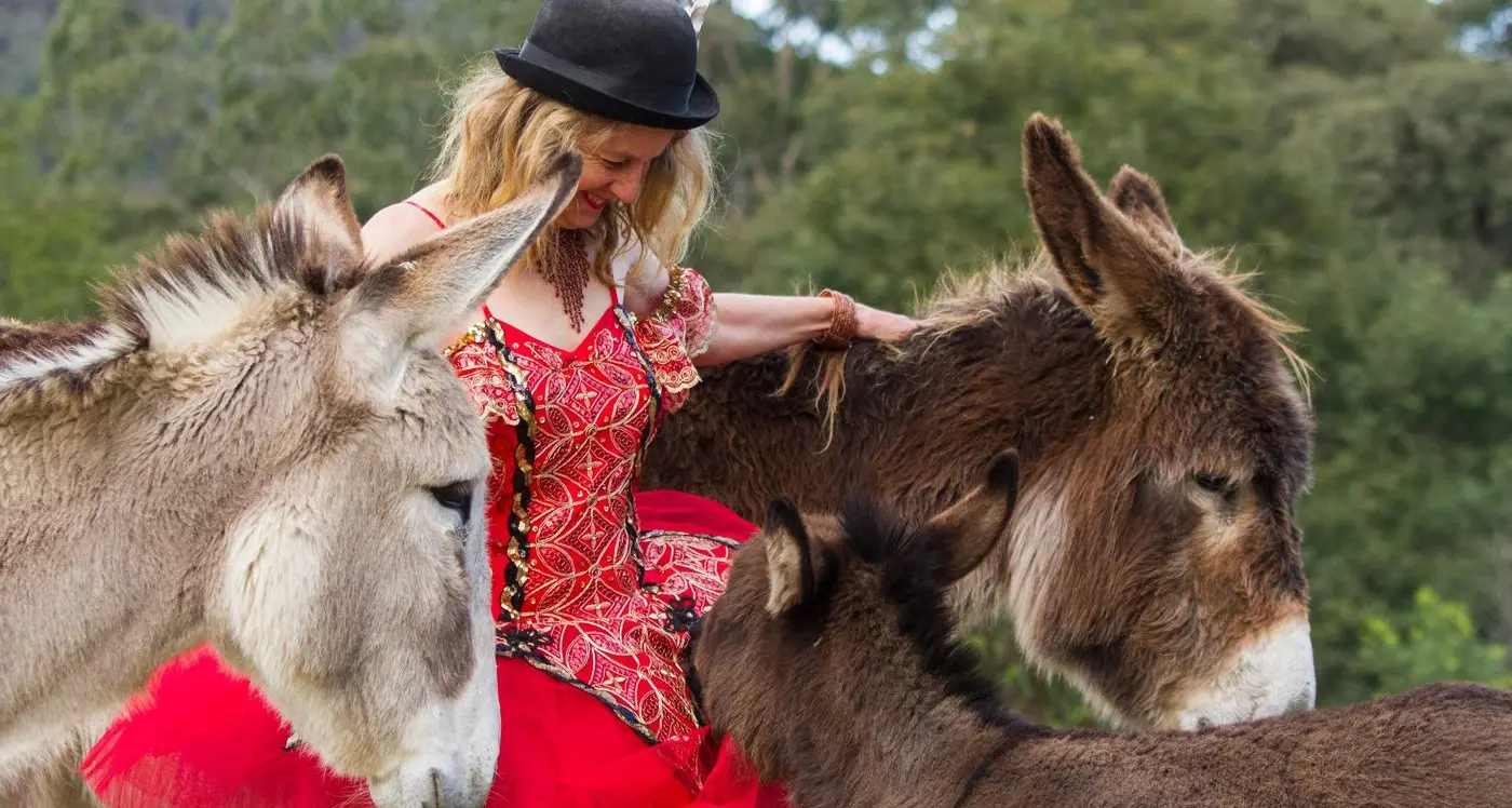 Donkeys for life at Iron Brook