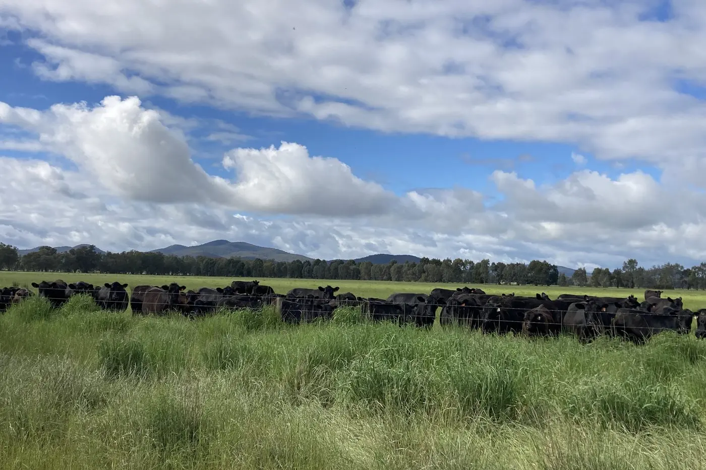 SOLAR PLAN: The site of a proposed major solar farm at Meadow Creek on prime agricultural land. Id:33647