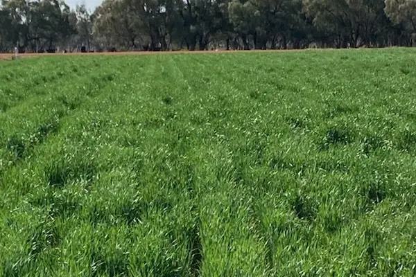 LUSH AND GREEN: Recent rainfall in July and August has been positively received across the Riverina, especially at the MIA/Riverina School Crop Competition site at Whitton.