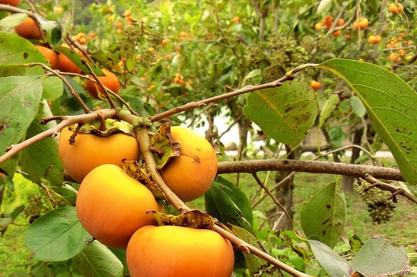ORANGE GOODNESS: Persimmons should be kept at room temperature away from direct sunlight for best storage results, and as long as the calyx is still intact the fruit will not ripen off the tree.