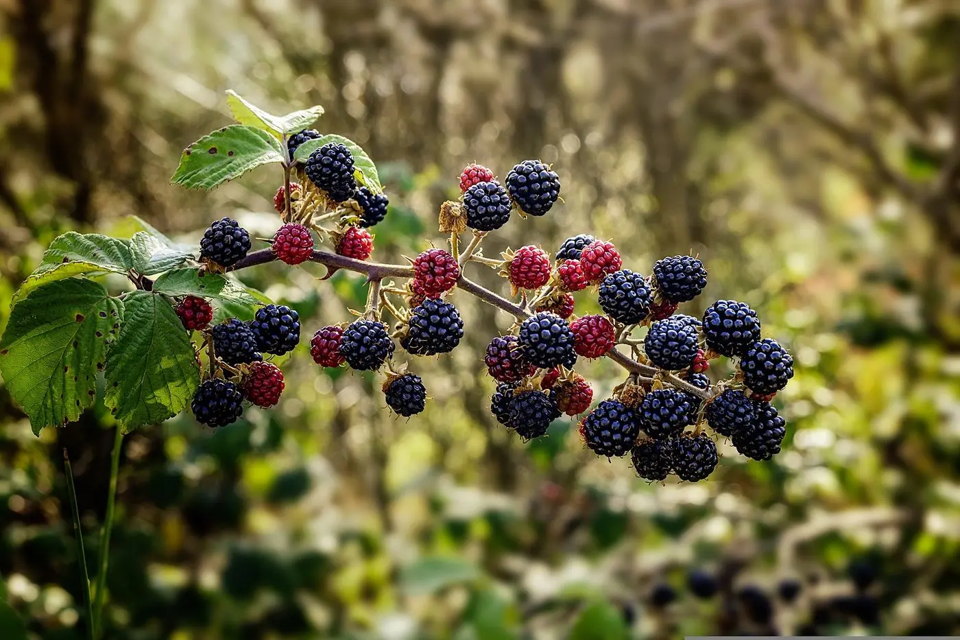 TACKLING THE PROBLEM: Blackberry is just one of numerous invasive weeds becoming a significant problem for landholders within the Mitchell Shire.