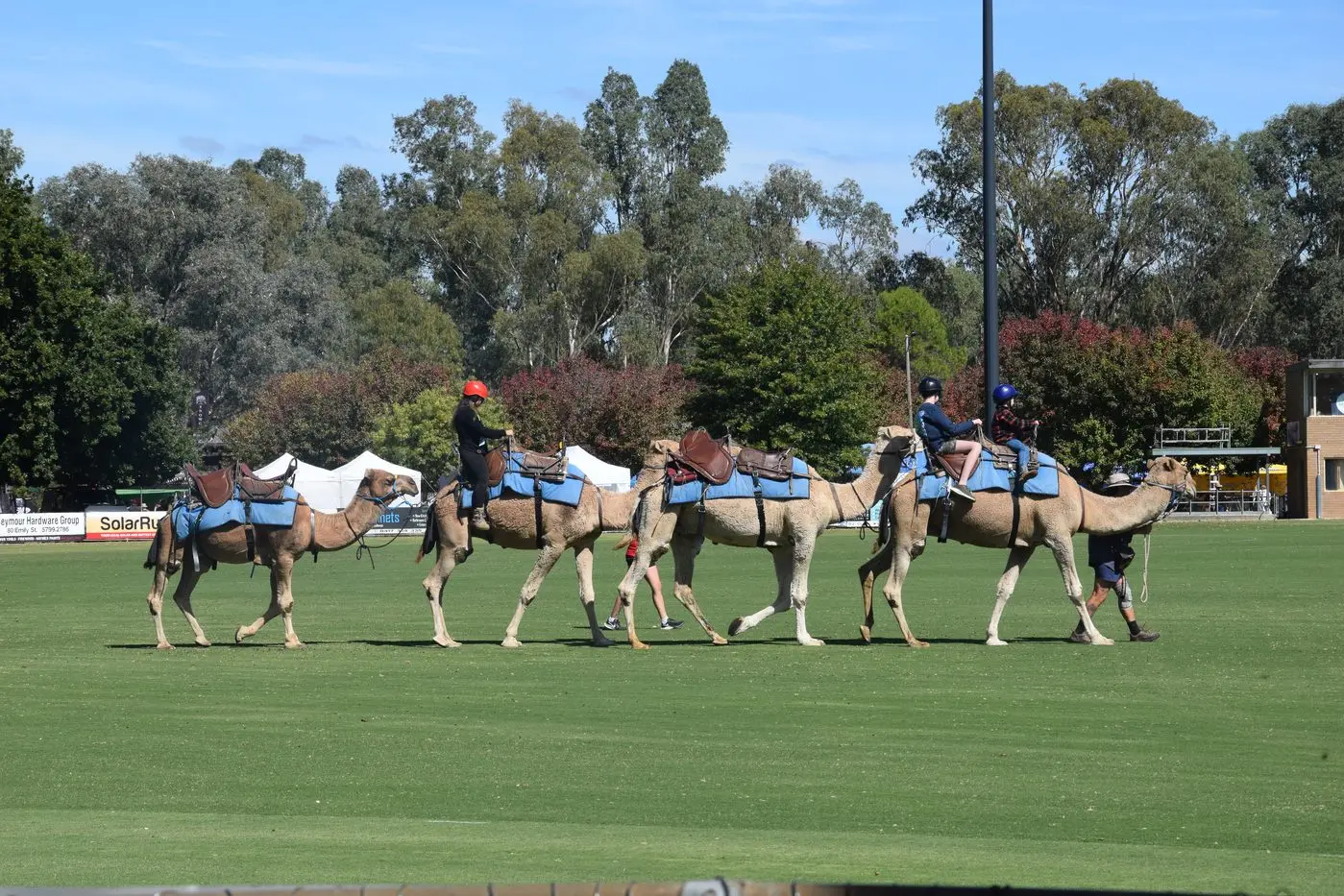 CARAVAN OF LOVE: Peter Hodge has been bringing his camels to the Seymour Alternative Farming Expo for 13 years, having raised for more than three decades camels that he captures from the wild and then trains. PHOTOS: Andy Wilson