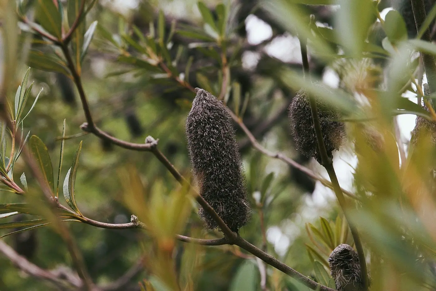 ON DISPLAY: The showcase brought plants into Queens Hall at parliament house, focusing on native and productive plants.