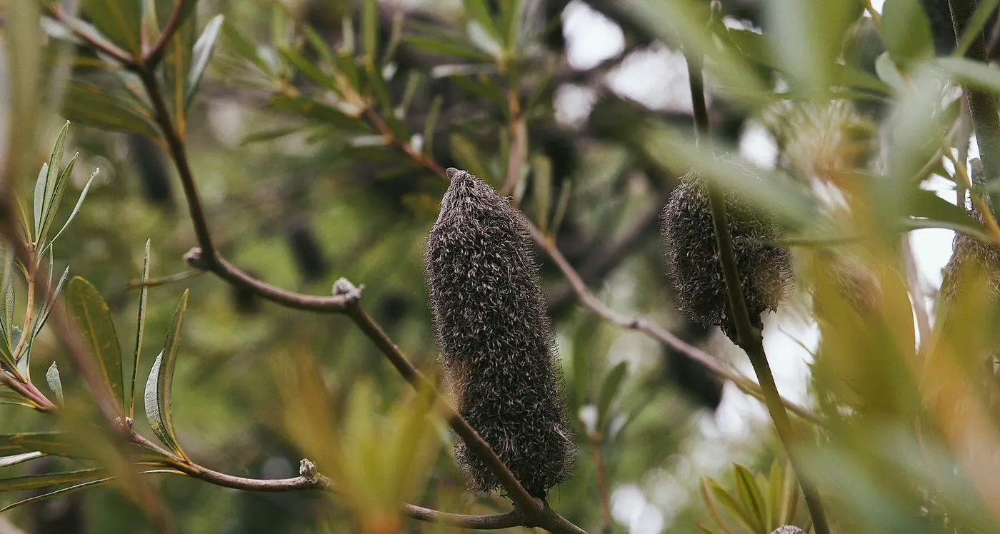 Supporting the nursery and garden industry to bloom
