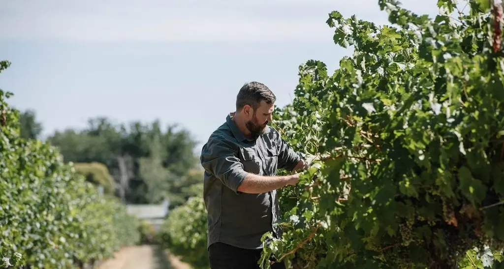 Brown Family Wine Group sites get sustainability tick