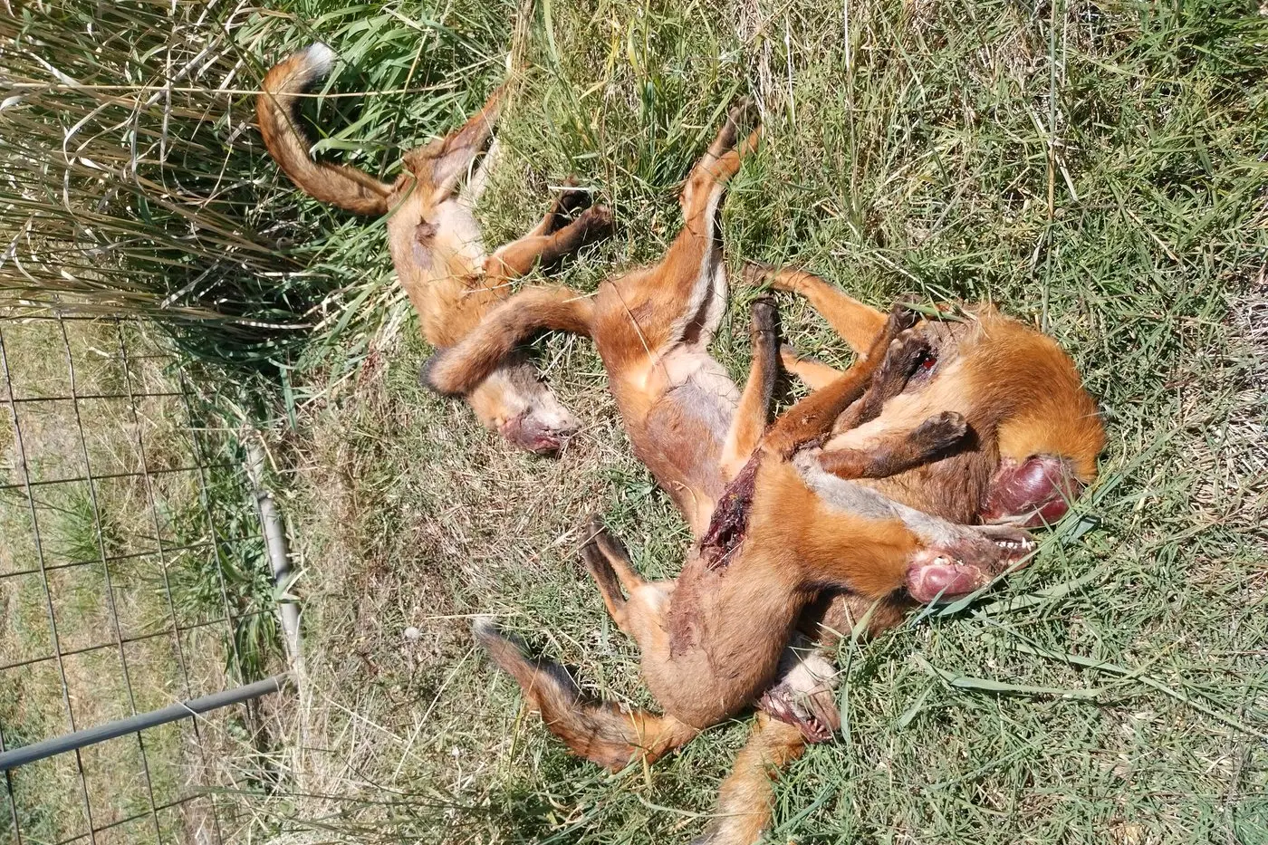 BIOSECURITY THREAT: The most recent dumping of foxes took place at the Brown\\'s Toolamba West property, adding to the total from previous dumps at their Harston property.