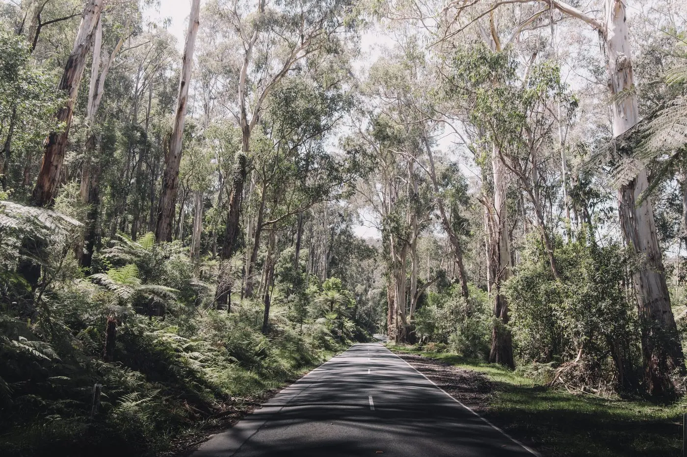 NATIVE TIMBER: Alexandra, Taggerty, Marysville and Buxton will share in $400,000 to assist with transitioning away from native timber harvesting. Id:23547