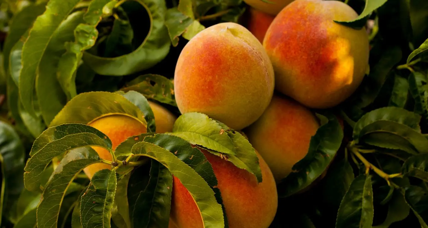 Summerfruit enjoying fruitful early harvest