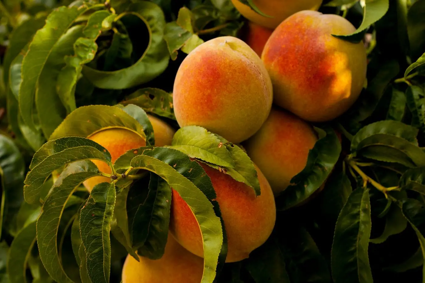 BUMPER CROP: Victoria produces a significant percentage of Australia\\'s stone fruit output with the state growing 81 per cent of the peaches.