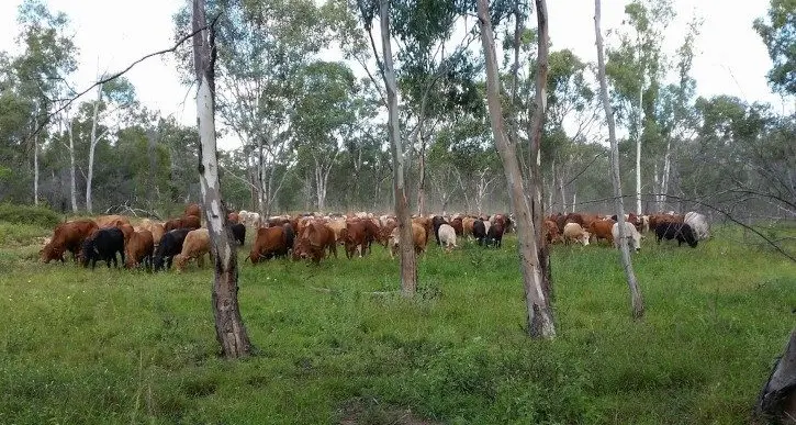 Soil biology and climate resilience