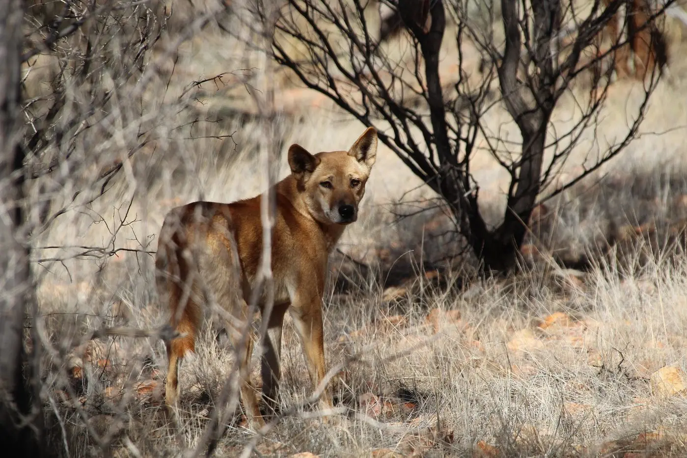 CANINE: Wild dogs, dingoes and dingo\\u2013like dogs are distributed right across Victoria\\'s Alpine National Park. Id:33622
