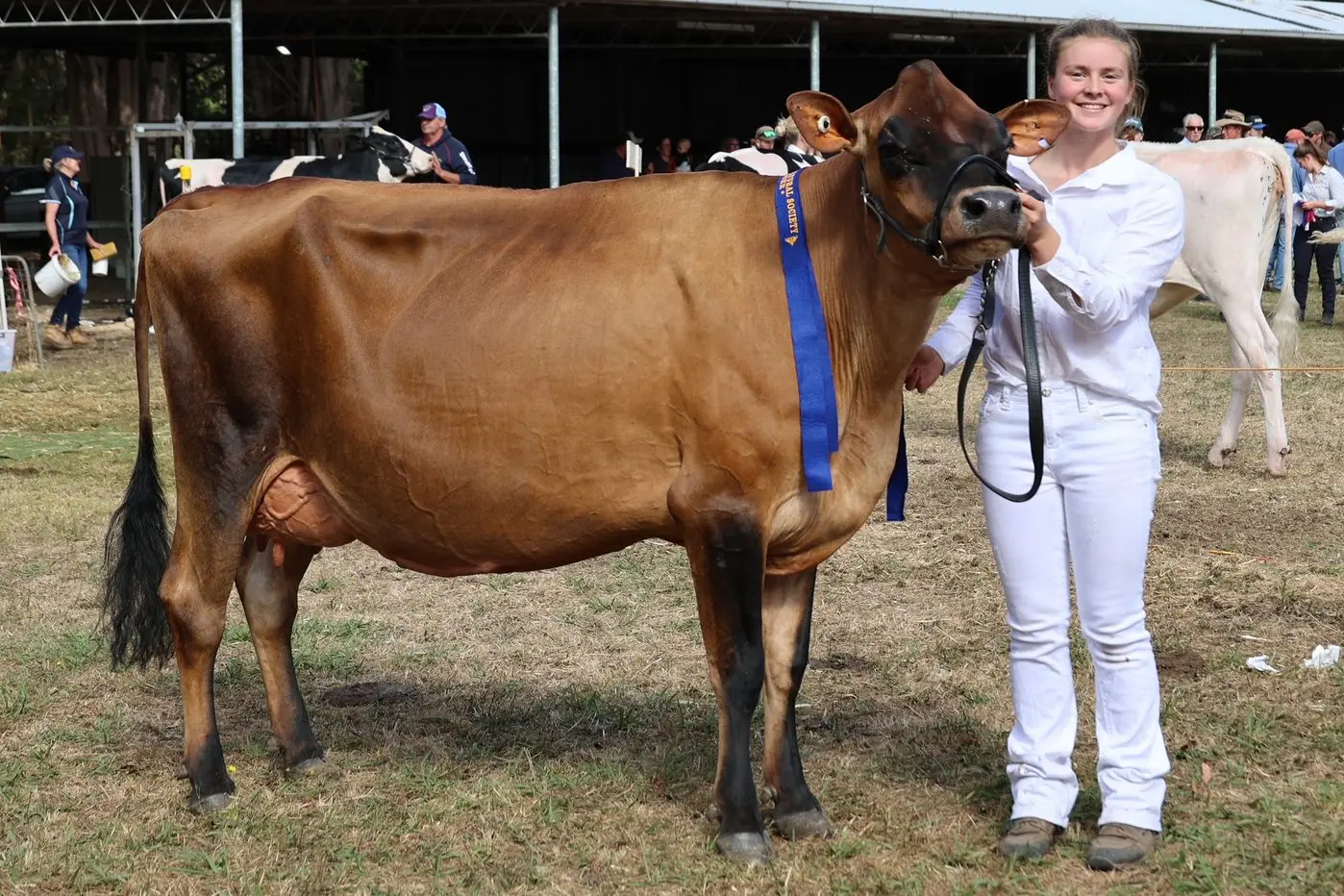 SPRING BANK JERSEYS: The Dicksons became involved with jerseys after their daughter Ann showed interest in the breed.