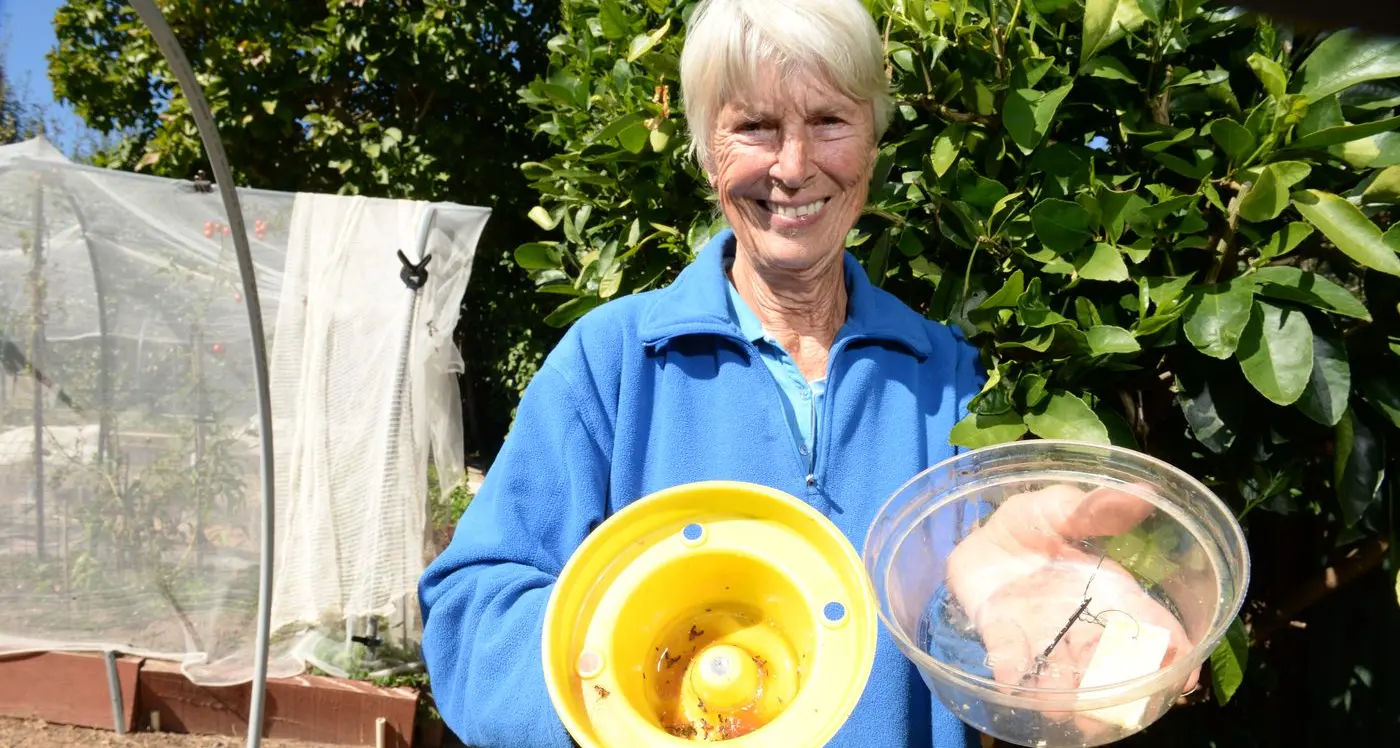 Varied reports on fruit fly, but pest remains a seasonal threat