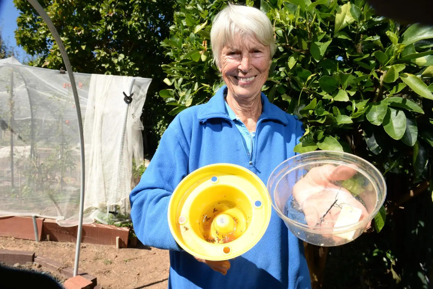 TRAP \\'EM: Myrtleford horticulturalist Annette Smits recommends using commercially-available fruit fly traps to stop the pest. PHOTO: Brodie Everist