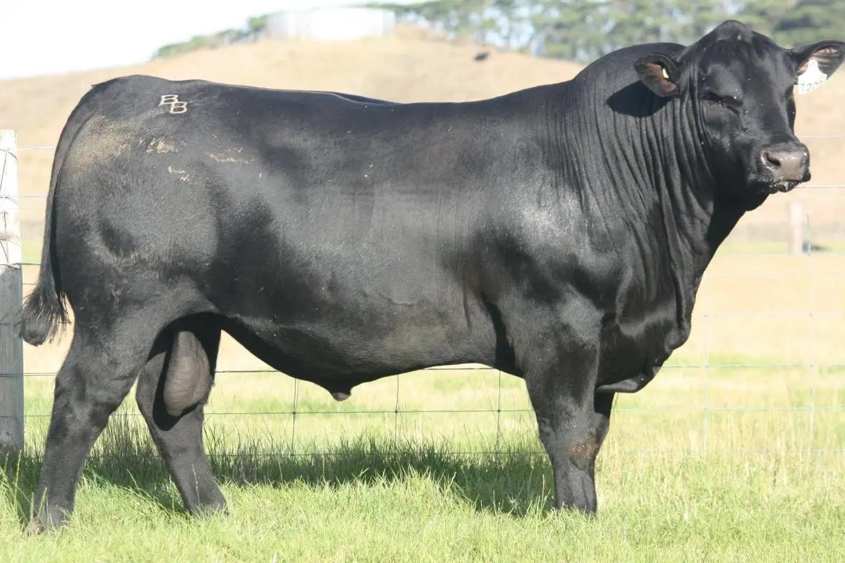 BANQUET STATESMAN S154: Banquet is an Angus seedstock operation located at Mortlake in the\\nsouth west of Victoria, Australia, with Banquet bulls renowned for delivering on structural soundness, temperament, fertility and doing-ability. 