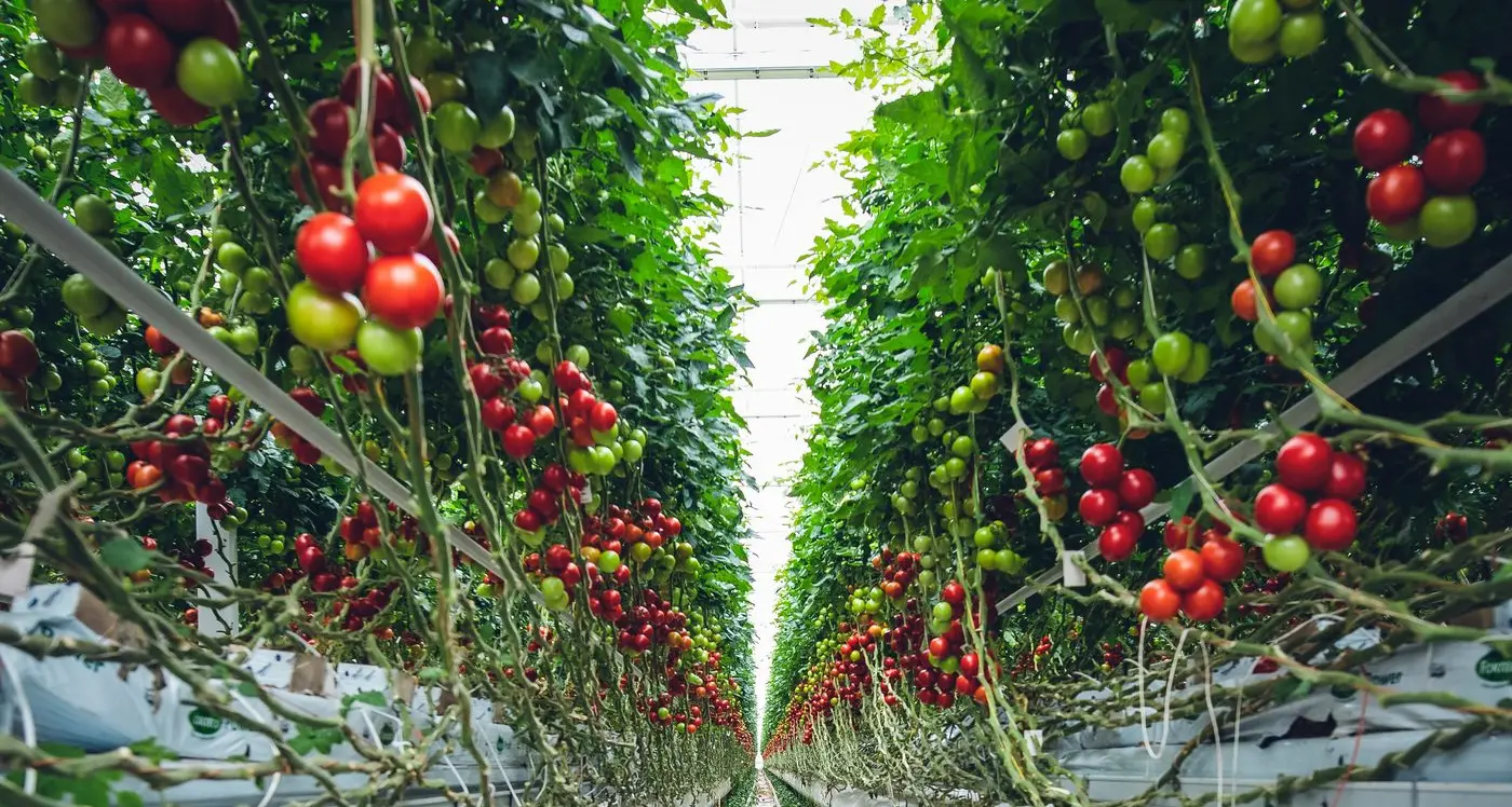 Tomato brown rugose fruit virus detected in Victoria