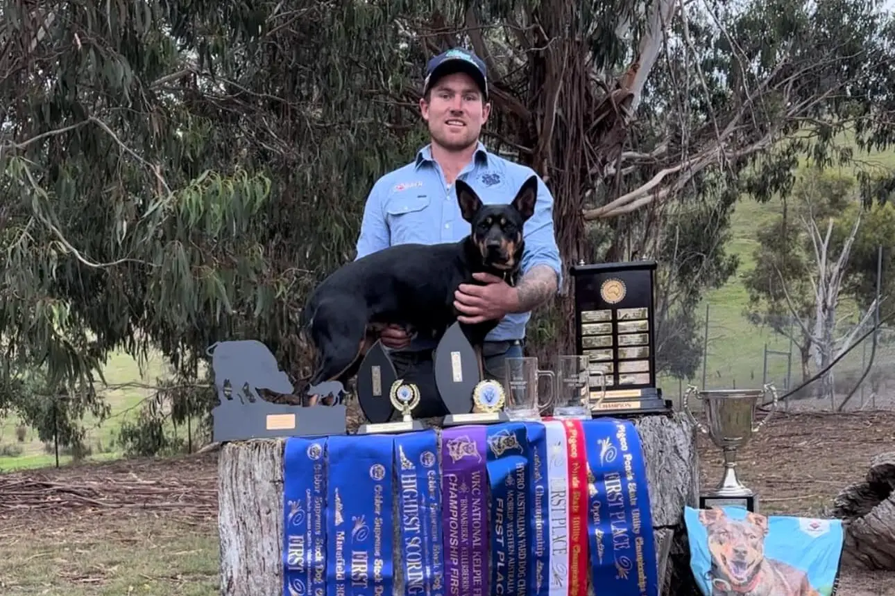 QUITE THE HAUL: Aiodh Doyle with Whisper Snip took out both state and national titles, cementing their place in Australian stock dog history.