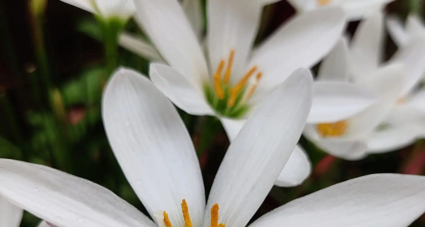 Flower farm manager fined for chemical misuse