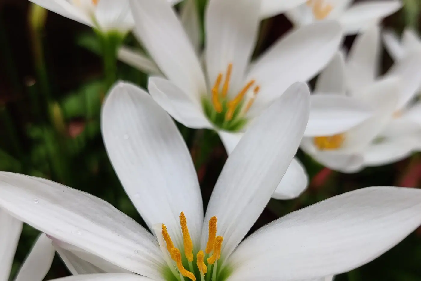 FOLLOW THE INSTRUCTIONS: A Torquay commercial flower farm manager has been fined for misusing agricultural chemicals. Id:23672