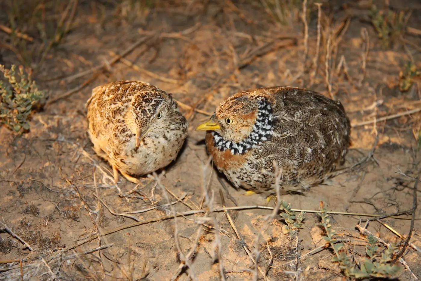 HELP NEEDED: In 2020\\u201321 the Trust for Nature worked with landholders to protect 137ha of habitat for the critically endangered Plains\\u2013wanderer. PHOTO: David Baker\\u2013Gabb.  Id:19913