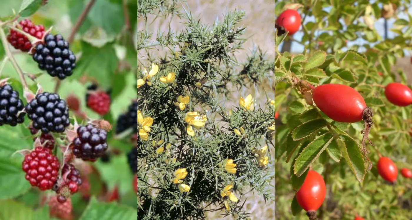 Tackling woody weeds: managing blackberry and beyond