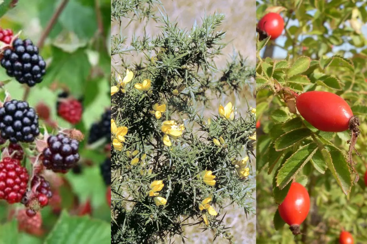 KNOW YOUR WOODY WEEDS: Blackberries, gorse and briar rose are all weeds that need to be addressed on-farm.