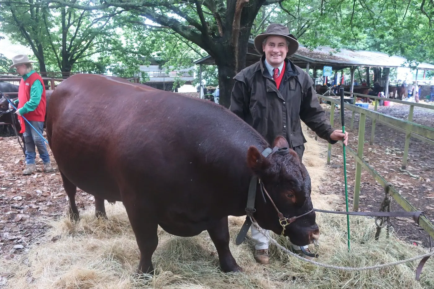 RED BULL: Daryl Johnston with his Champion Red Poll Bull from LynBarry Stud at Kinglake. PHOTO: Elaine White