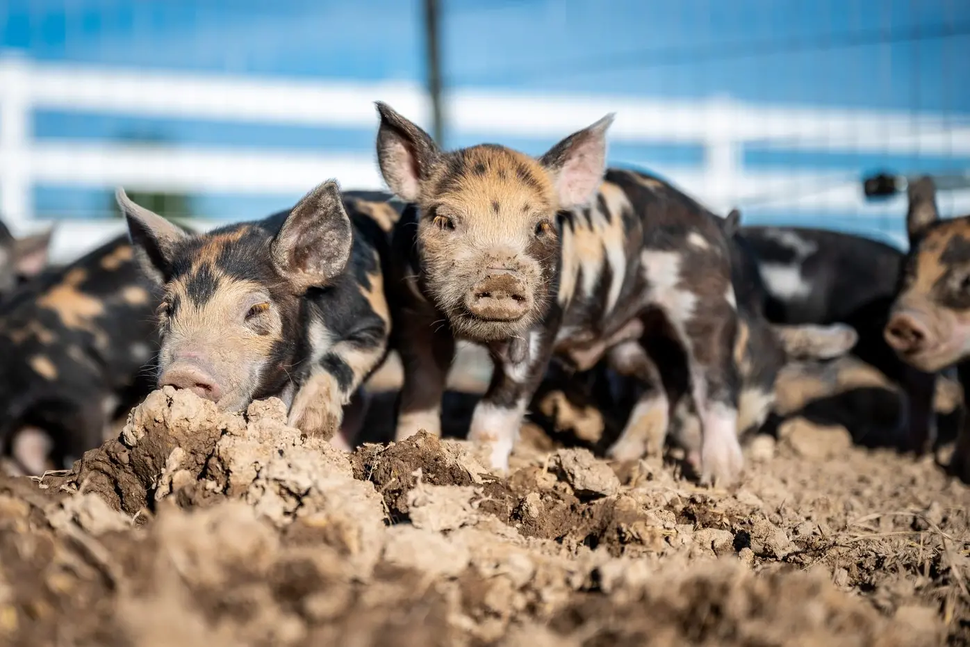 PIG PROBLEM: Feral pig sows can produce two weaned litters every 12 to 15 months with an average of six piglets per litter.