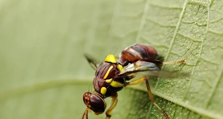 McCurdy demands fruit fly funding in 2025 Victorian Budget