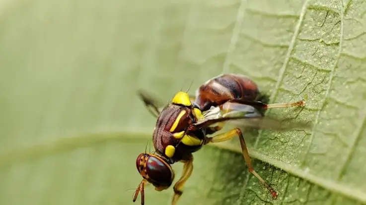McCurdy demands fruit fly funding in 2025 Victorian Budget