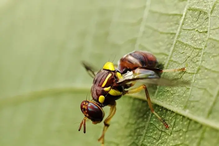 GUARANTEE: Ovens Valley MP Tim McCurdy wants the government to commit funding to the fruit flu program.PHOTO: Udara Jayawickrama/Shutterstock.com