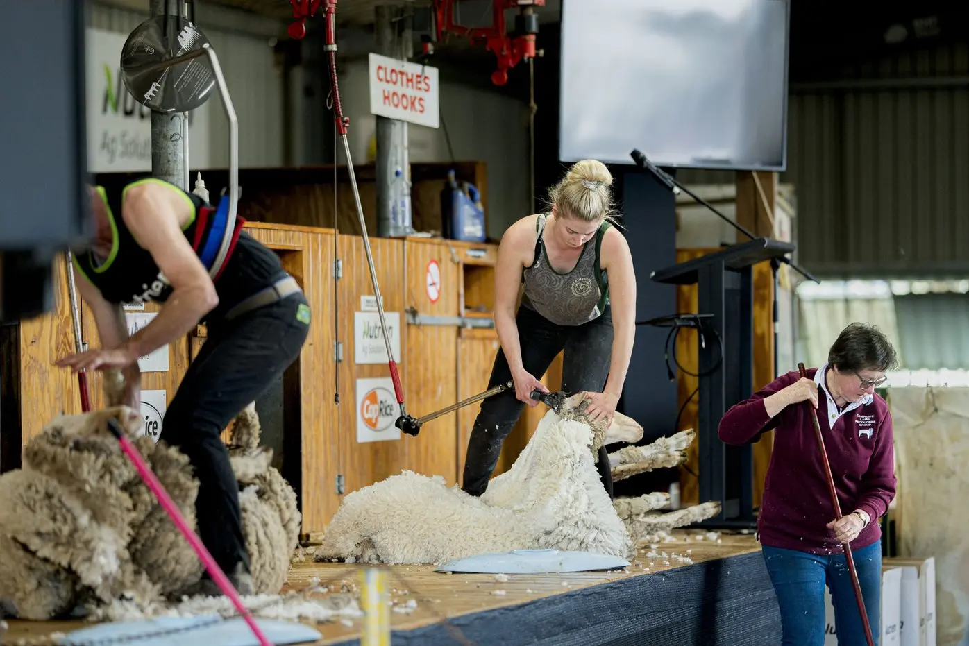 CLICK GO THE SHEARS: The shearing and wool handling feature always draws a crowd.
