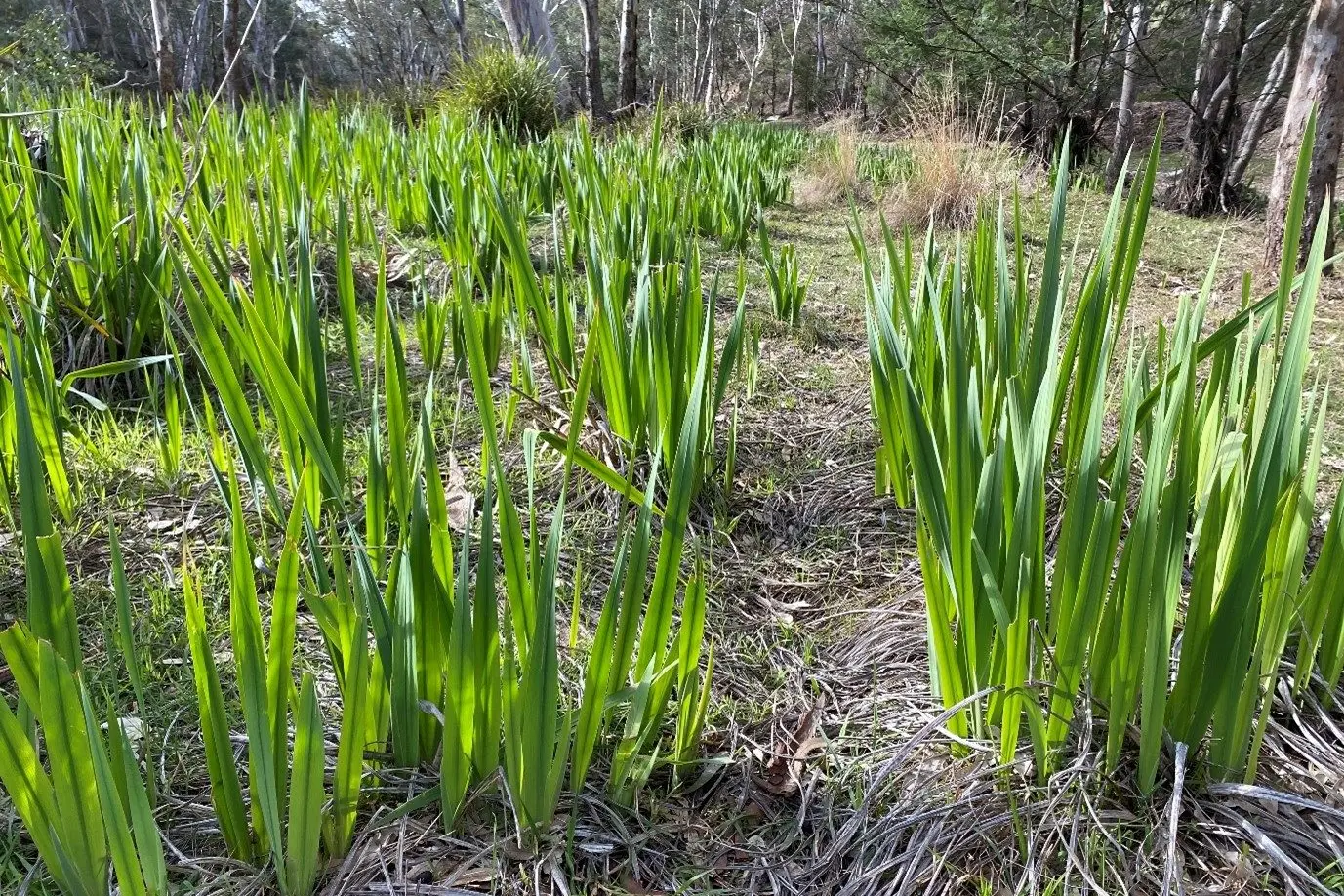 GARDEN ESCAPE: The watsonia weed growing along Hughes Creek.