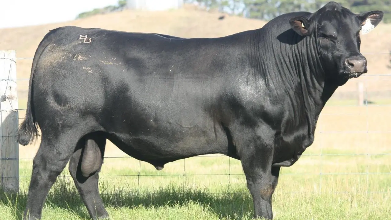 Banquet genetics deliver assurance and results