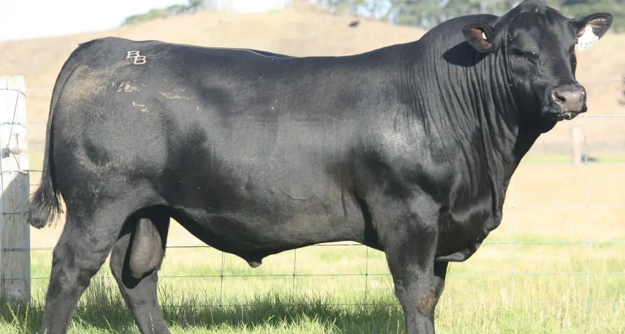 Banquet genetics deliver assurance and results