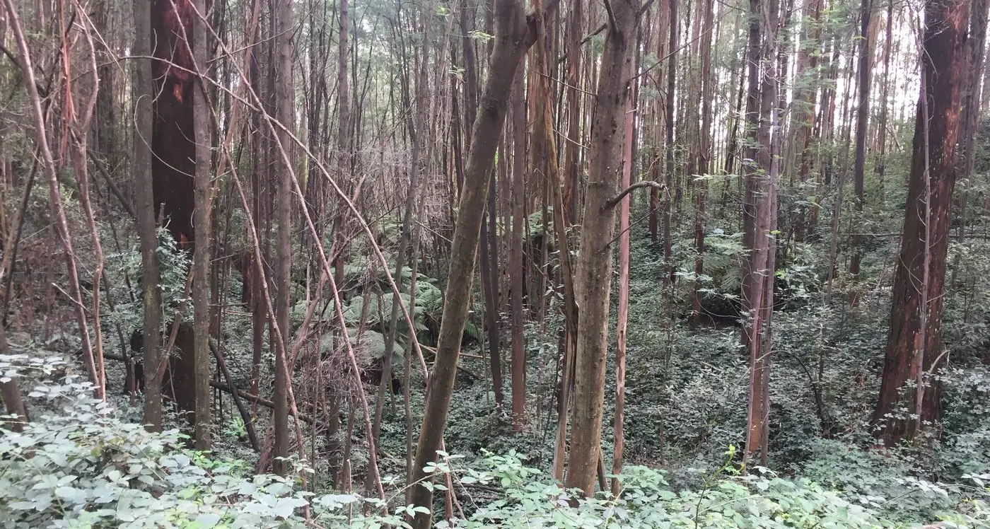 Controlling blackberries a priority
