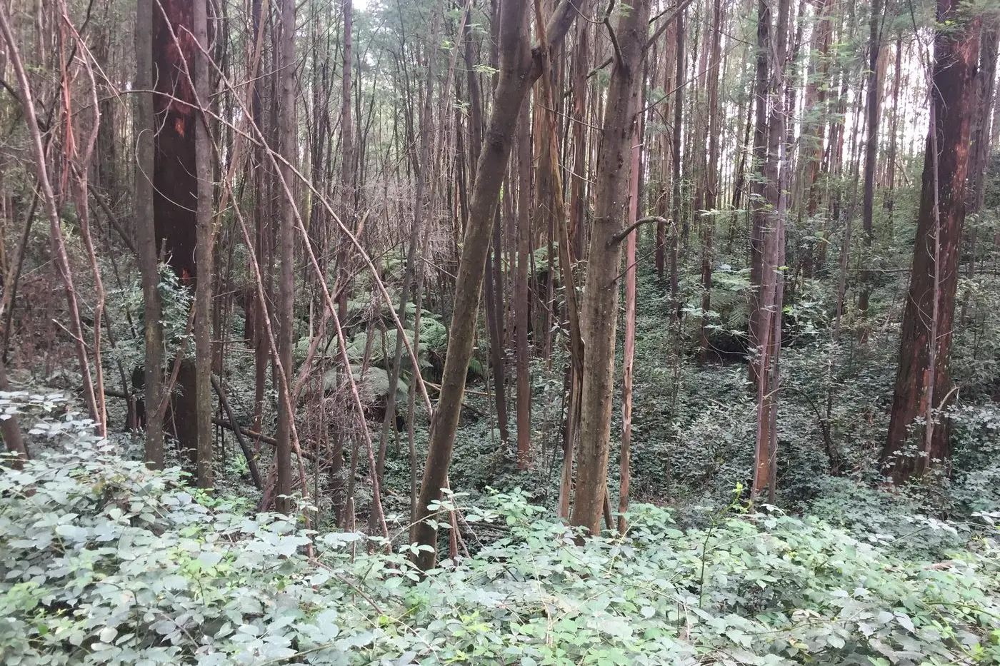 BEFORE: The Parks Victoria site was heavily infested with blackberries.