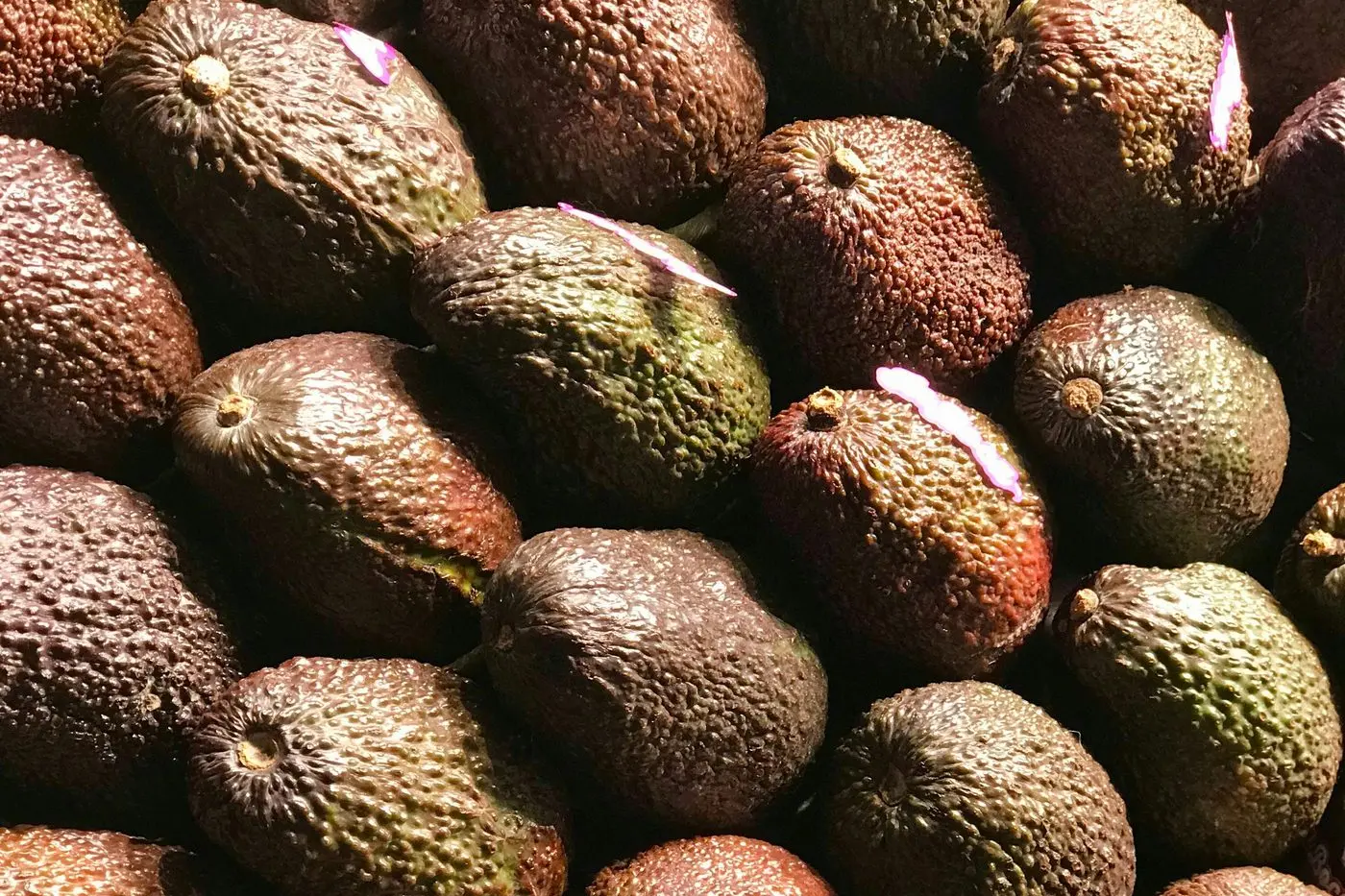 NUMEROUS BENEFITS: New technology is set to advance the avocado industry.