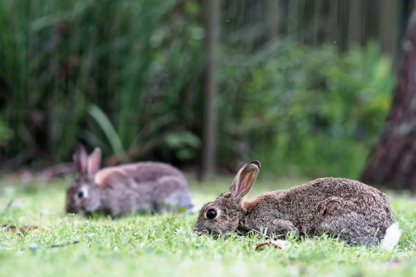 BAD BUNNIES: Feral rabbits cause significant damage to the environment, agriculture and biodiversity.