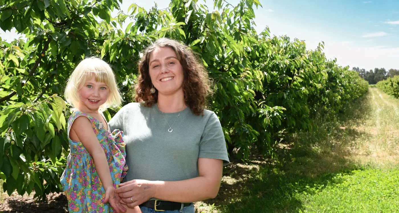 Cherry season still looking ripe despite early frosts