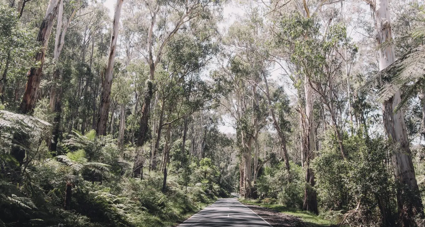 Locals leading the way through timber transition